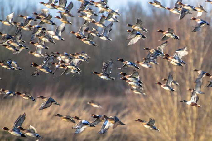 Migrating ducks are leaving for the southern hibernating areas in autumn and winter